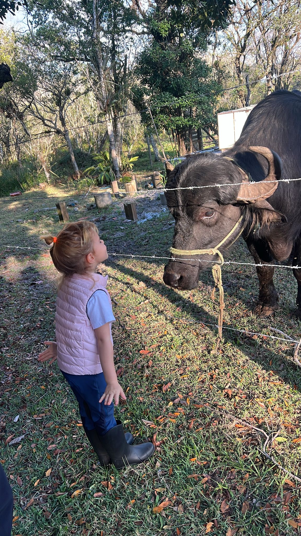 Trinity and a water buffalo